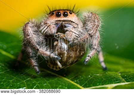 A Jumping Spider (phidippus Regius) Eating Its Prey Cockroach On A Green Leaf. Macro, Big Eyes, Shar