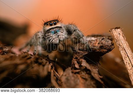 A Female Jumping Spider (phidippus Regius) Crawling On A Dry Stick. Autumn Warm Colors, Macro, Sharp
