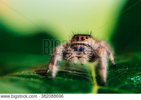 Female Jumping Spider (phidippus Regius) Crawling On Green. Macro, Big Eyes, Sharp Details. Beautifu