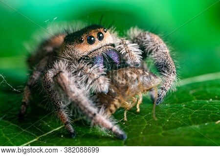 A Jumping Spider (phidippus Regius) Eating Its Prey Cockroach On A Green Leaf. Macro, Big Eyes, Shar