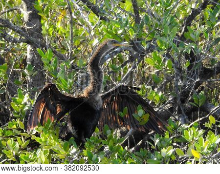 Anhinga Drying His Wings In A Tree In Florida