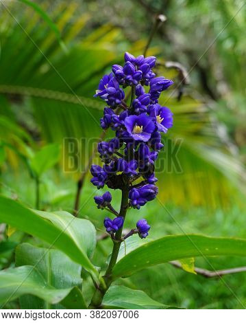 Beautiful Purple And Blue Flower In Maui Hawaii