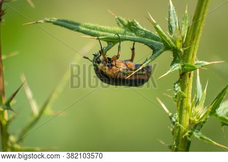 A Green June Beetle Hangs Out Under A Thistle Leaf. Raleigh, North Carolina.