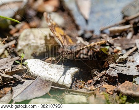 A Common Beak Butterfly, Libythea Lepita, Rests On The Forest Floor In A Park Near Yokohama, Japan.