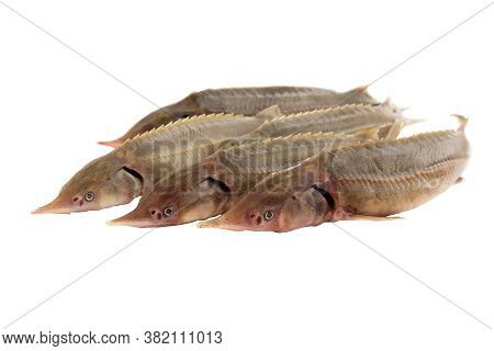 Five Fishes Sterlet Isolated On White Background. Fresh Fish For Cooking. Selective Focus.