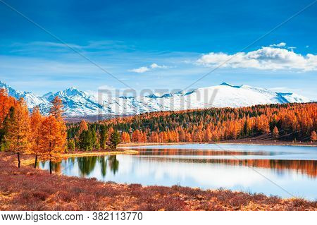 Kidelu Lake In Altai Mountains, Siberia, Russia. Snow-covered Mountain Peaks With Yellow Autumn Fore