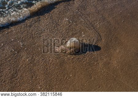 A Jellyfish Washed Up On The Seashore