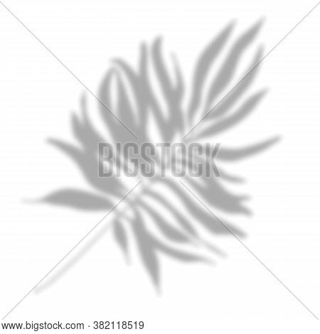 Realistic Vector Shadow Of A Tropical Plant. For Mockups, Gift Cards, Your Creative Designs, Posters