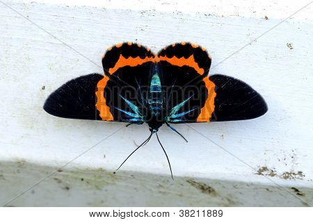 Bellissima falena Milionia Basalis