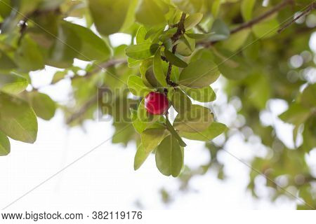 Fresh Red Cherry On The Tree With Sunlight In The Garden.
