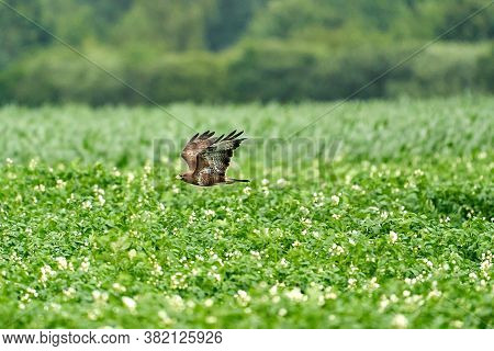 One Common Buzzard, Buteo Buteo, On Spring Field, One Buzzard With Spread Wings Taking, Place For Te