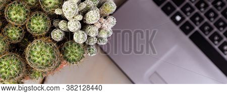 Banner Of Flat Lay Of Cactus And Laptop Computer