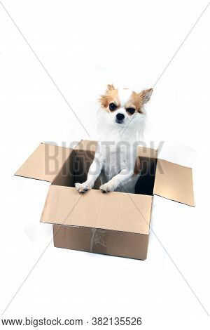 Chihuahua In The Paper Box