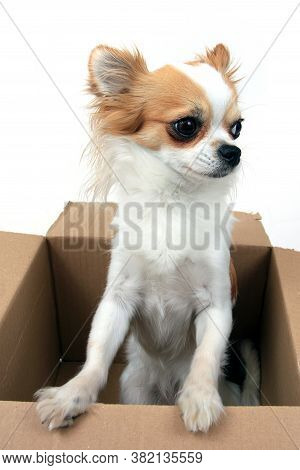 Chihuahua In The Paper Box