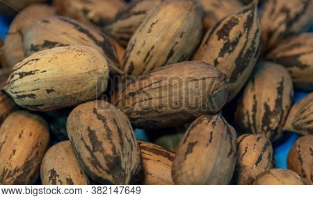 Pecan (carya Illinoensis) Fruits Spread On Flat Surface