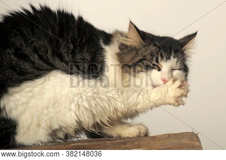 Cat Washes Hind Paw