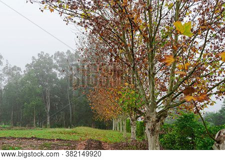 Maple Trees (platanus × Hispanica) In Foggy Morning