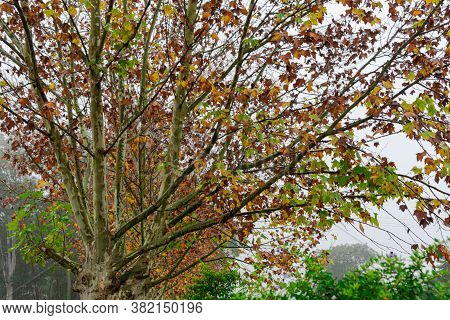 Maple Trees (platanus × Hispanica) In Foggy Morning