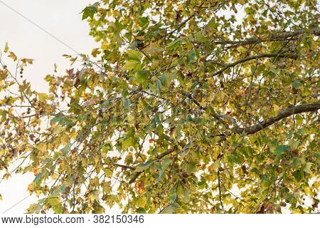 Leaves And Branches Of Maple Tree On Natural White Background