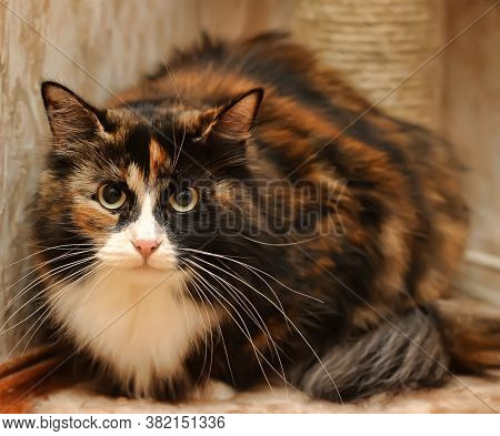 Beautiful Fluffy Fat Three -colored Cat Close Up