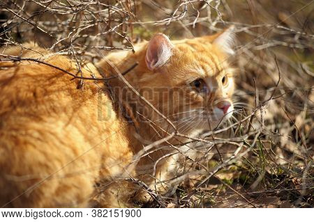 Carefully Looking Ginger Cat In The Woods