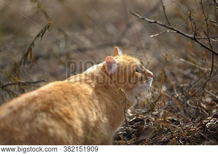 Carefully Looking Ginger Cat In The Woods