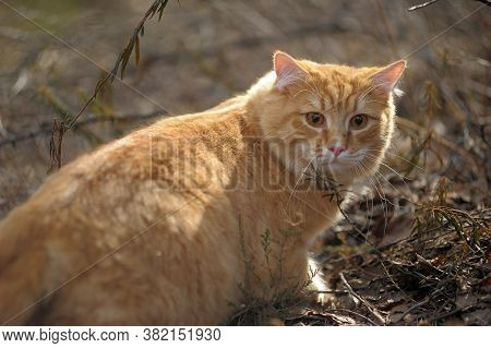 Carefully Looking Ginger Cat In The Woods