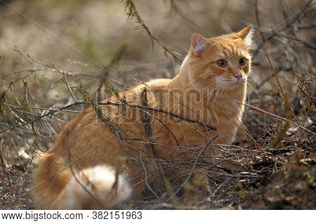 Carefully Looking Ginger Cat In The Woods Among The Tall Grass And Flowers