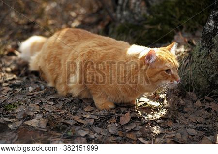 Carefully Looking Ginger Cat In The Woods