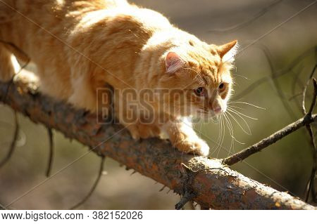 Beautiful Red Cat Sleeping On Plum Tree Branch In Garden.