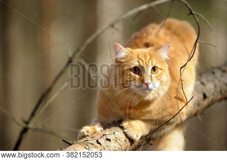 Beautiful Red Cat Sleeping On Plum Tree Branch In Garden.