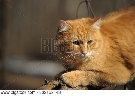 Beautiful Red Cat Sleeping On Plum Tree Branch In Garden.