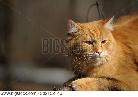 Beautiful Red Cat Sleeping On Plum Tree Branch In Garden.