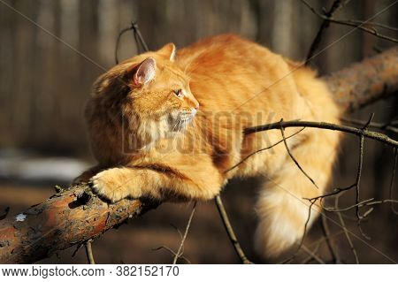 Beautiful Red Cat Sleeping On Plum Tree Branch In Garden.