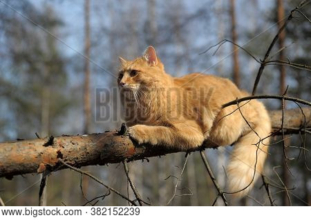 Beautiful Red Cat Sleeping On Plum Tree Branch In Garden.