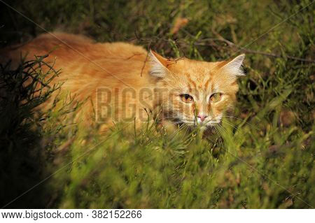 Carefully Looking Ginger Cat In The Woods