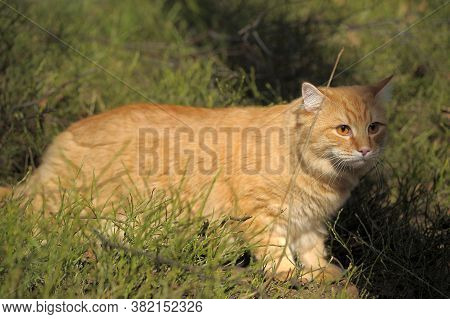 Carefully Looking Ginger Cat In The Woods