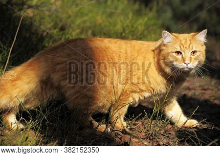 Carefully Looking Ginger Cat In The Woods
