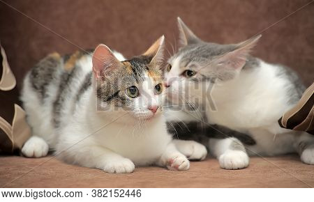 Two European Shorthair Cats Together Close Up