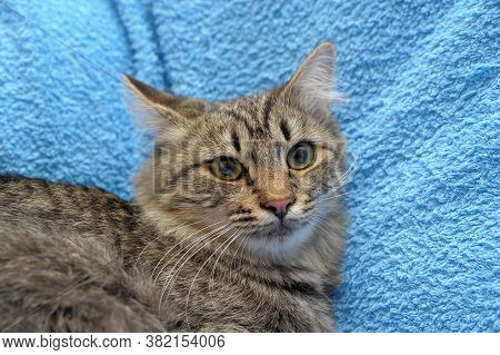 Gray Tabby Cat On A Blue Background