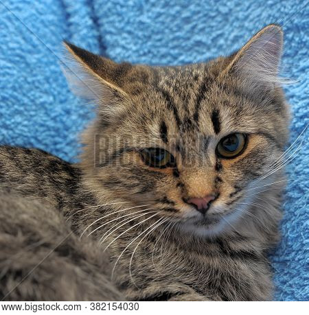 Gray Tabby Cat On A Blue Background
