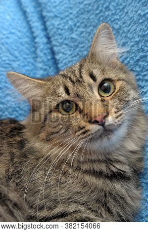 Gray Tabby Cat On A Blue Background