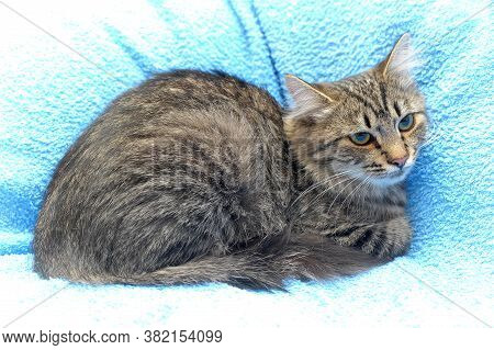 Gray Tabby Cat On A Blue Background