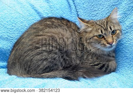 Gray Tabby Cat On A Blue Background