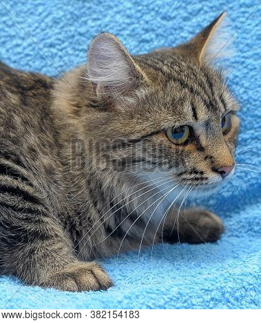 Gray Tabby Cat On A Blue Background