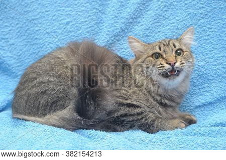 Gray Tabby Cat On A Blue Background