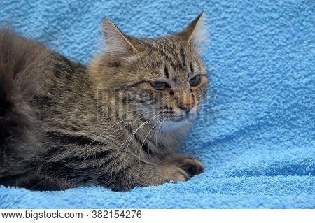 Gray Tabby Cat On A Blue Background