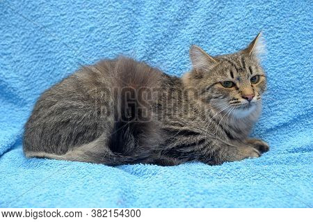 Gray Tabby Cat On A Blue Background