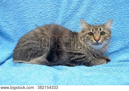 Gray Tabby Cat On A Blue Background