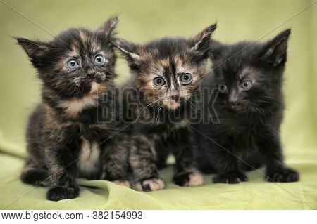 Three Kittens On Green Background Close Up